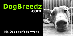 A Dog Lover's Website - Dog pictures, free Dog eCards and Information.