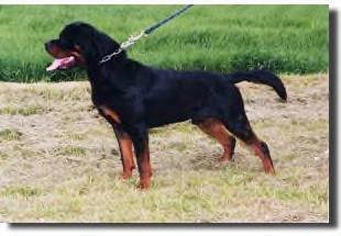 Rottweiler stud