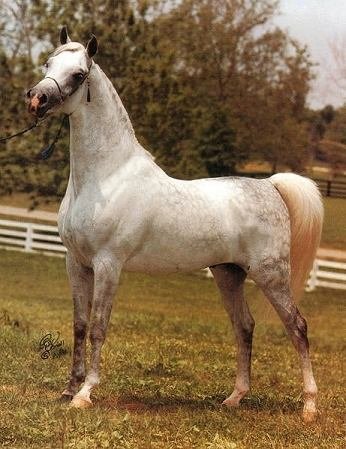 Additional information can be included for a more interactive experience to your visitor. Here you could include the show accomplishments of this particular horse.