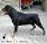 Beni ~ Rottweiler Stud