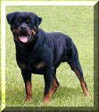 German Rottweiler stud. Rottweiler breeders breeding stock photo of German Rottweiler stud. Father of German Rottweiler puppies.