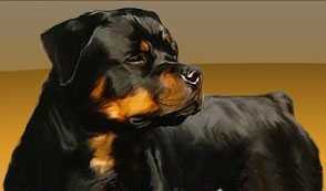Rottweiler