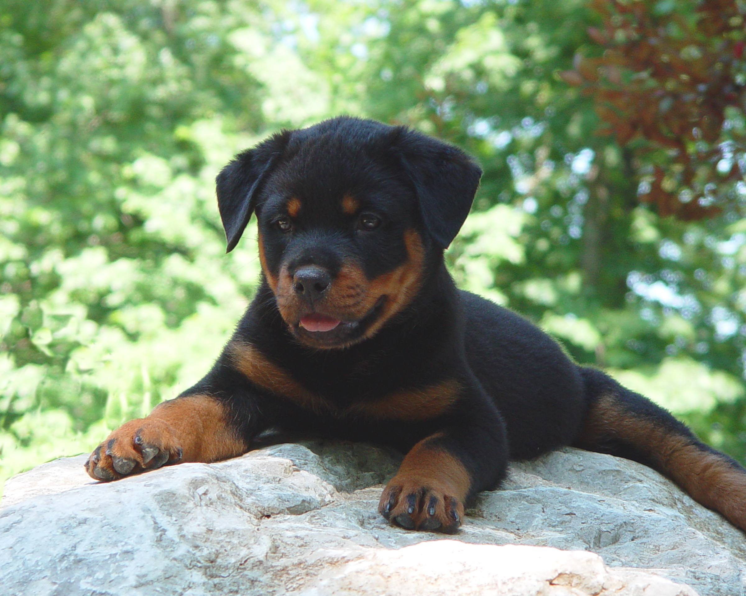 german rottweiler puppies for sale near me